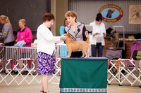 Cairn Terrier Club of Victoria Championship Show 3/05/2015