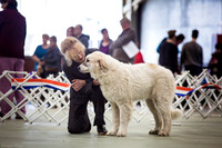 Pyrenean Mountain Dog Club of Victoria Champ and Open shows 06/06/2015